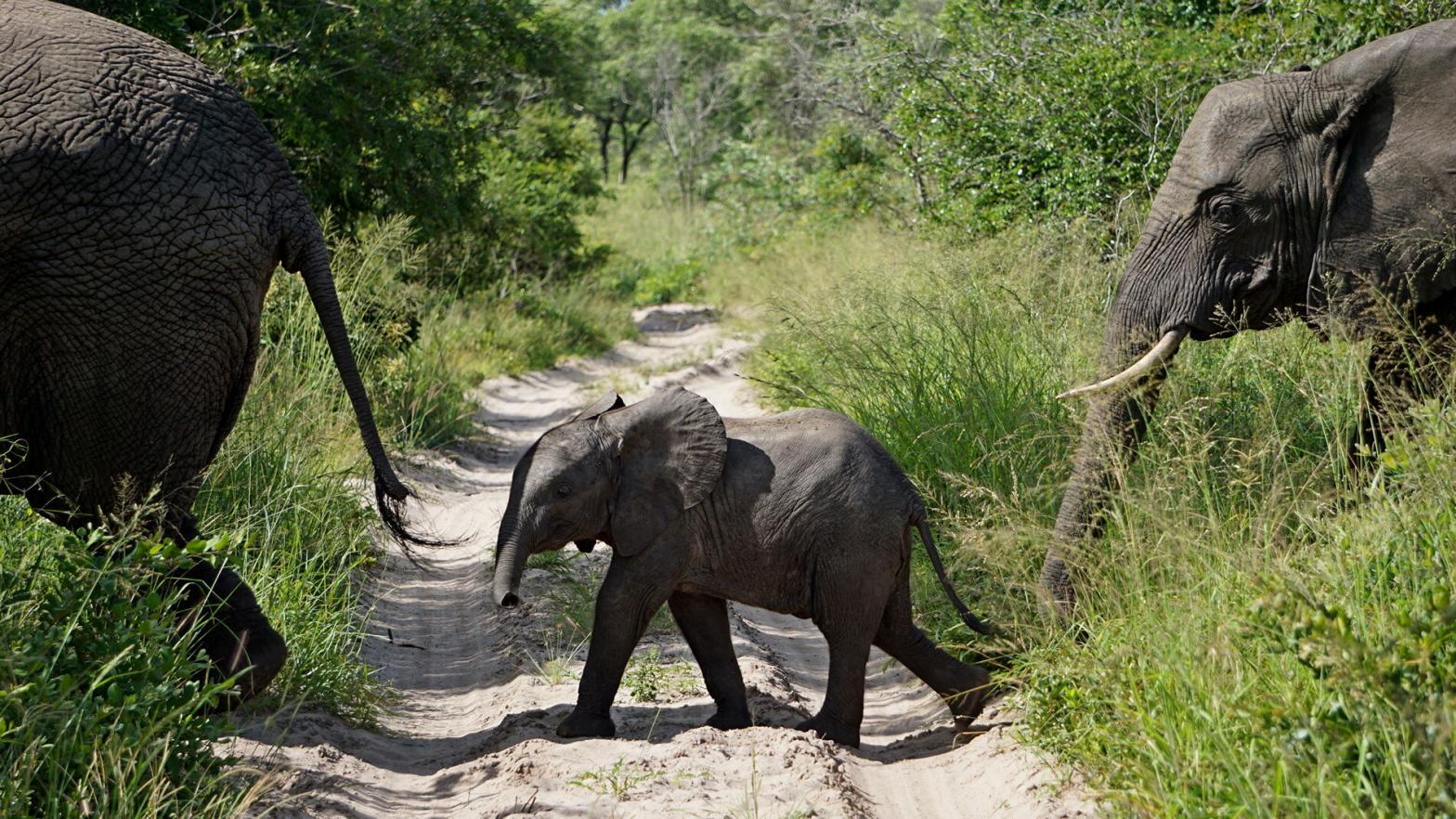 Kind Elefant quert eine Straße in Südafrika
